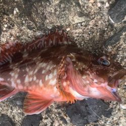 サビキ釣りでファミリーフィッシング